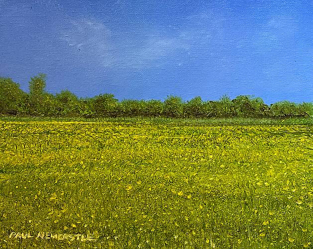 Buttercups