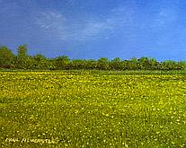 Buttercups